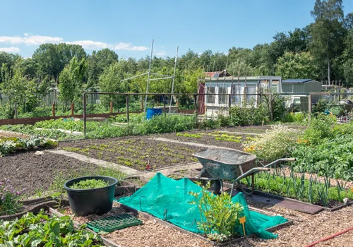 Tego nie rób na działce ROD! Niektóre błędy kosztują nawet kilka tysięcy złotych