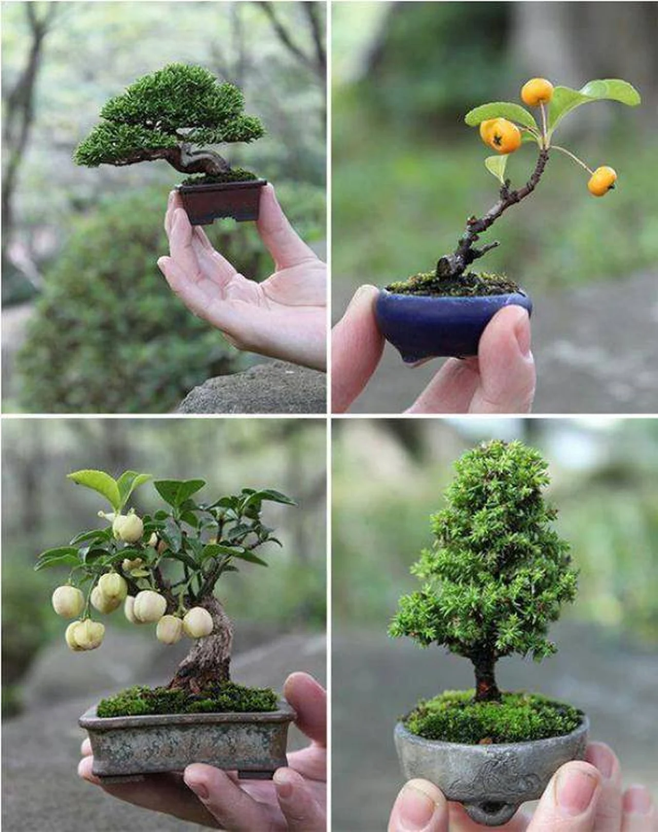 Piękne bonsai