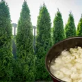 Ten roztwór prosto z kuchni sprawi, że tuje wystrzelą do góry! To tani i naturalny płyn wzrostu