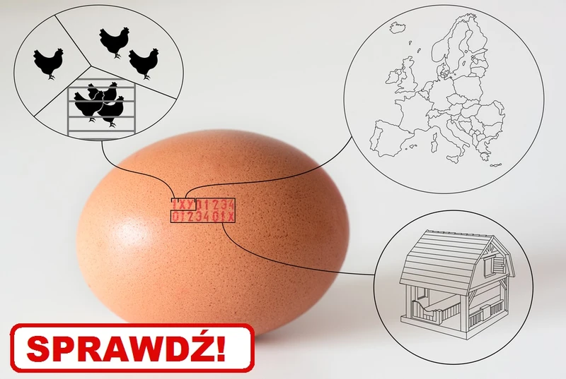 Czy wiesz jakie JAJKA spożywasz?