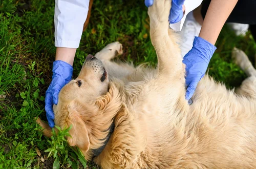 Dzień Pierwszej Pomocy dla Zwierząt Dzikich i Domowych: Jak Udzielać Pomocy?