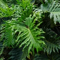 Naturalny filtr