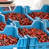 16-latka sprzedawała wiśnie, aby zarobić na wycieczkę szkolną. Skończyło się interwencją policji i sanepidu!