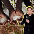 Elon Musk zwalczy głód na całym świecie? Stawia tylko jeden warunek!