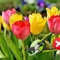 Majowy patent na piękne tulipany na przyszły rok – musisz to zrobić teraz!