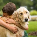 Celebrowanie Międzynarodowego Dnia Golden Retrievera: Zrozumienie i Docenianie Naszych Pupili