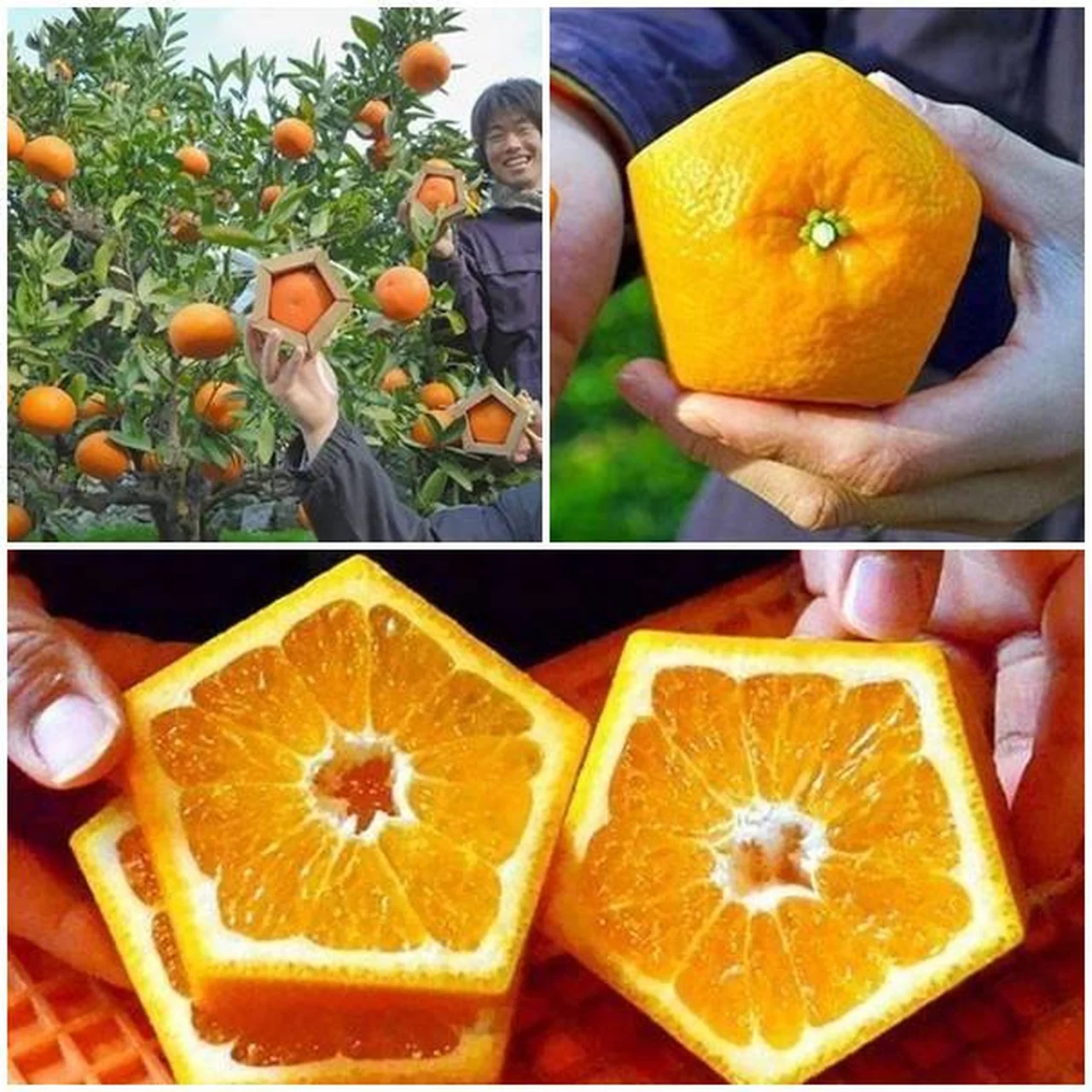 Kwadratowe pomarańcze