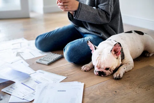 Po Nowym Roku wzrośnie podatek za psa! Sprawdź, kto musi go zapłacić