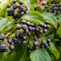 Aronia czyli najsmaczniejsze lekarstwo na świecie! Na co pomaga?