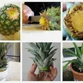 ananas w doniczce