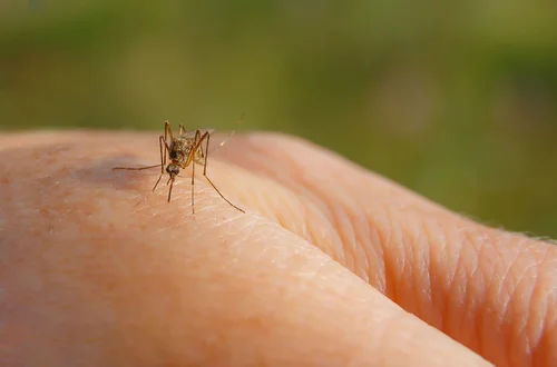 Dzień Komara: Znaczenie, Fakty i Sposoby Ochrony