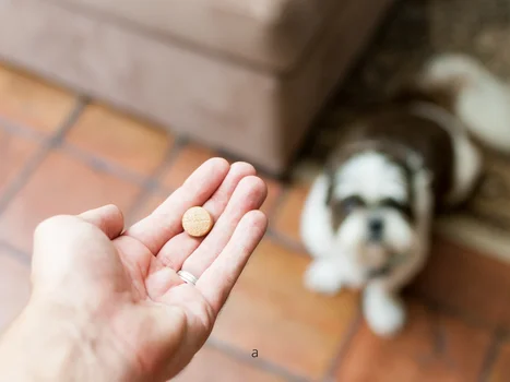 Czy można dać psu paracetamol?
