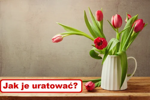 TULIPANY opadły? Sprawdź jak je uratować!