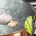 Naturalny oprysk przeciw szkodnikom i wzmocnienie odporności roślin. Przepis na szybki wywar czosnkowy