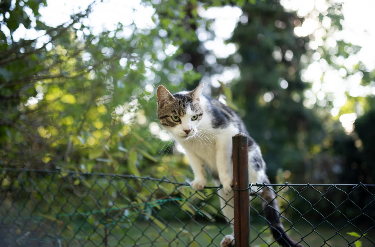 Ten problem zna wielu Polaków. Kot sąsiada a prawo - kto ma rację?