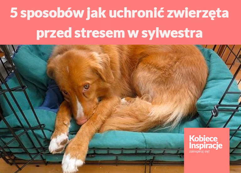 5 sposobów jak uchronić zwierzęta przed stresem w sylwestra