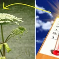 Ta  trująca roślina przez upały stała się jeszcze bardziej niebezpieczna!