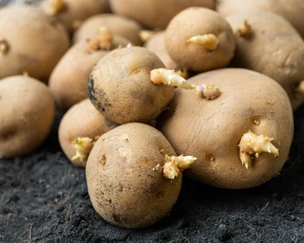 Co oznaczają pędy na ziemniakach? Czy można je jeść?