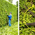 Jak przycinać i pielęgnować żywopłot liściasty?