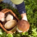 Dobra wiadomość dla miłośników zbierania grzybów! Zbliża się ogromny wysyp - padł termin