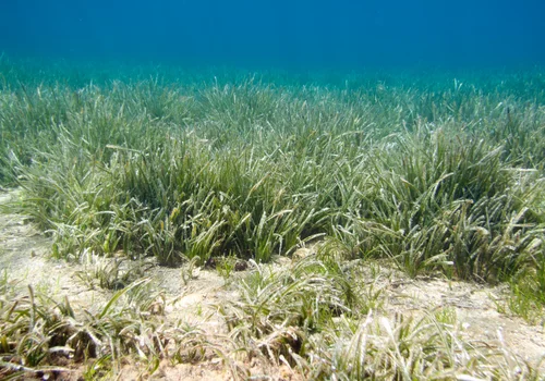 Światowy Dzień Trawy Morskiej: Klucz do Zdrowych Oceanów