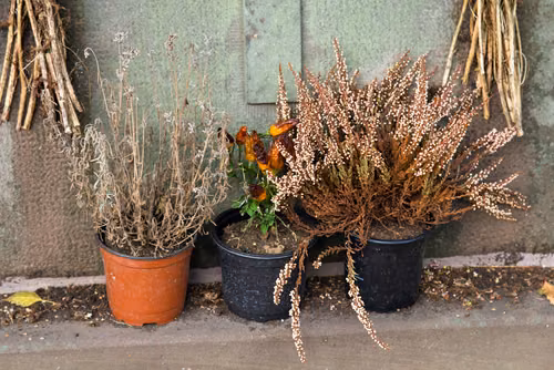 Kupiłaś wrzosy i nie wiesz dlaczego usychają? Jedno na pewno robisz źle!