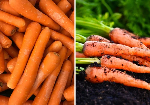 Słodka, soczysta i pełna witamin – ale czy młoda marchewka jest zdrowsza od starej?