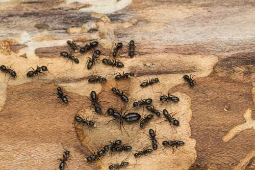 Wykorzystaj ten trik jeżeli chcesz się pozbyć mrówek NA ZAWSZE!