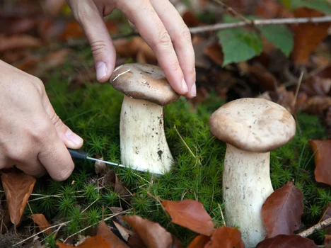 Nie zbieraj grzybów na tych terenach! GIS ostrzega: Mogą być bardzo niebezpieczne!