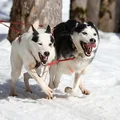 Skijoring – czyli gdzie wyjechać na narty z psem?