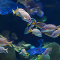 Światowy Dzień Oceanów: Znaczenie i Sposoby Ochrony