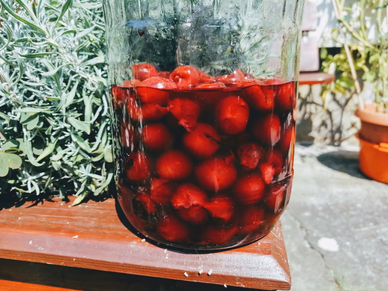 Nalewka z wiśni wg. przedwojennej receptury