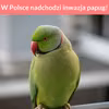 Naukowcy ostrzegają- w Polsce nadchodzi inwazja papug!