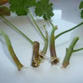 pora przygotować sadzonki pelargonii