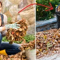 Co zrobić z liśćmi z ogrodu? Super trik na naturalny nawóz!