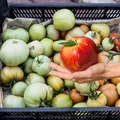 Dodaj jabłko do pomidorów i czekaj na efekt! Ekspresowy trik dojrzewania i lepszego smaku