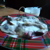 pierogi  z jagodami