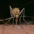 Stop komarom! Poznaj 5 roślin, które odstraszają komary