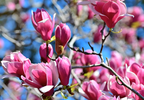 Magnolia już kwitnie! Czy może uczulać i powodować objawy, których nie podejrzewasz?