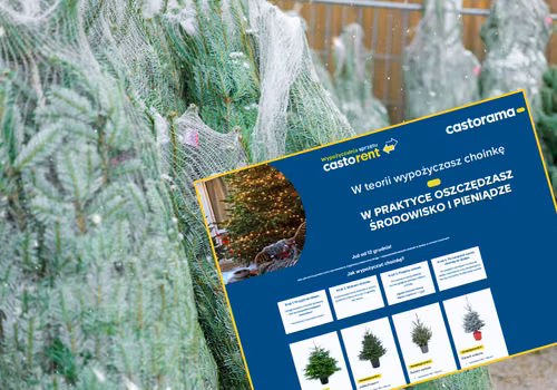 Wypożyczalnia żywych choinek! Nietypowa oferta popularnej sieci totalnie zaskoczyła klientów - ceny od 45 zł