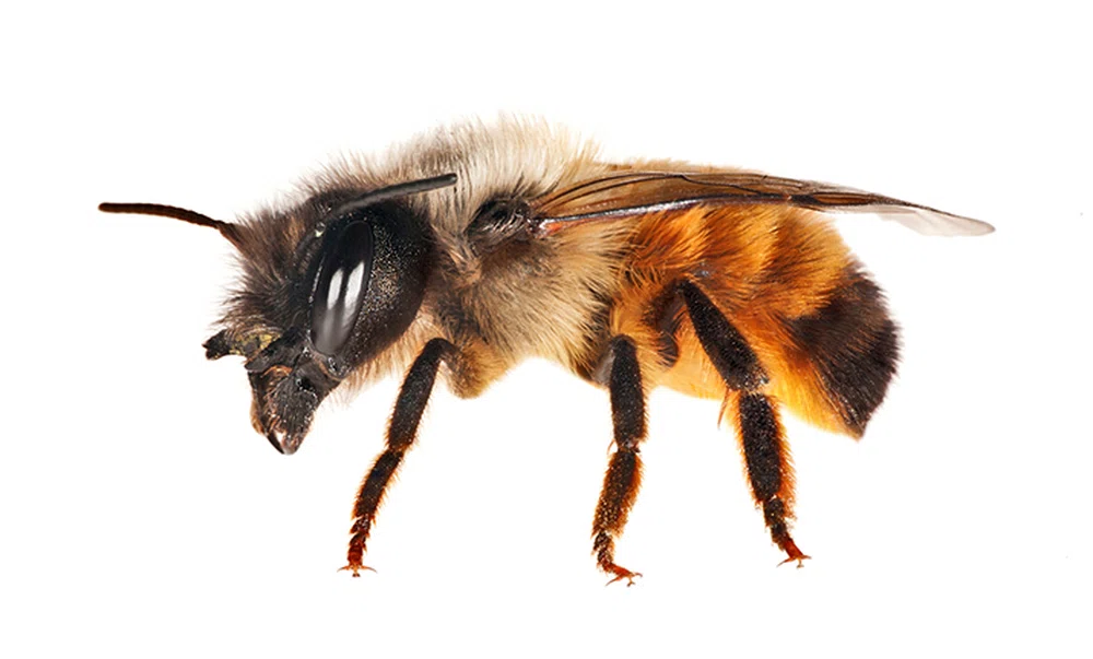 Jak poradzić sobie z bólem po użądleniu osy lub pszczoły