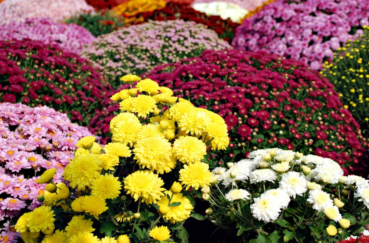Uważaj, jaki kolor chryzantemy wybierasz! Niektóre barwy mogą być źle odebrane!