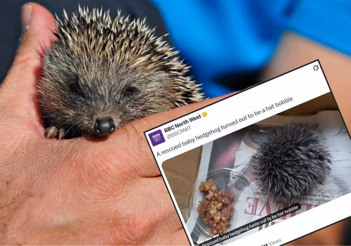 Kobieta myślała, że znalazła jeża - opiekowała się nim i zawiozła do weterynarza! Na miejscu okazało się, że to pompon od czapki
