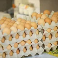 Wielkanoc bez jajek? Branża ostrzega, że produktu może zabraknąć przed świętami