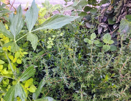 Jak uprawiać zioła w przydomowym ogródku