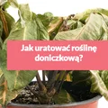 Jak uratować roślinę doniczkową?