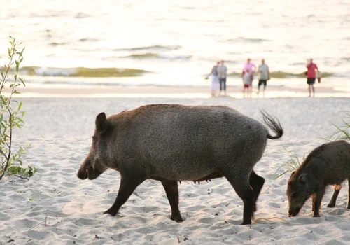 Stado dzików biegało w Gdyni między turystami! Co zwierzęta robiły na plaży?