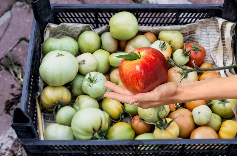 Dodaj jabłko do pomidorów i czekaj na efekt! Ekspresowy trik dojrzewania i lepszego smaku