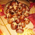 Pieczone kasztany