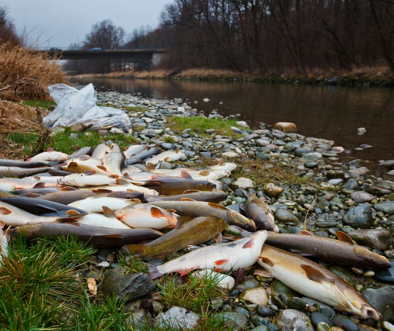 Sytuacja na Odrze zaczyna się zmieniać. Coraz mniej martwych ryb!